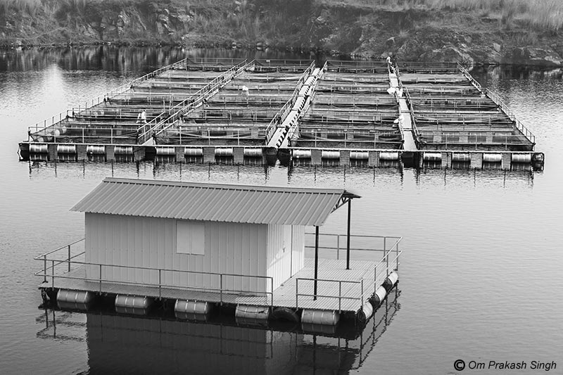 The cage fish farming infrastructure at Nandna village, Dumka district, Jharkhand